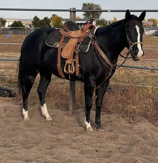 black-3-socks-strip-horse