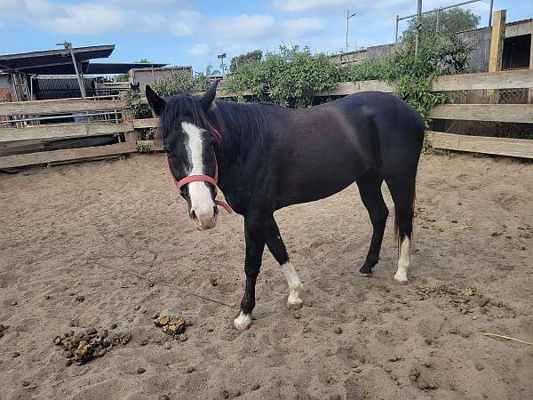 quarter-horse-gelding