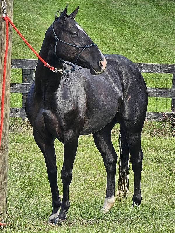 quarter-horse-gelding