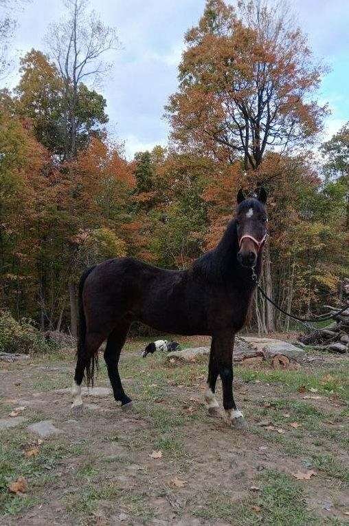 three-white-feet-a-star-on-the-forehead-horse