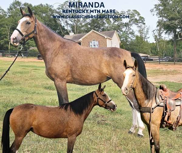 amazing-kentucky-mountain-horse