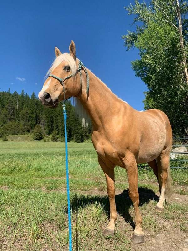 quarter-horse-gelding