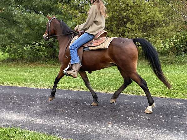 all-around-crossbred-pony