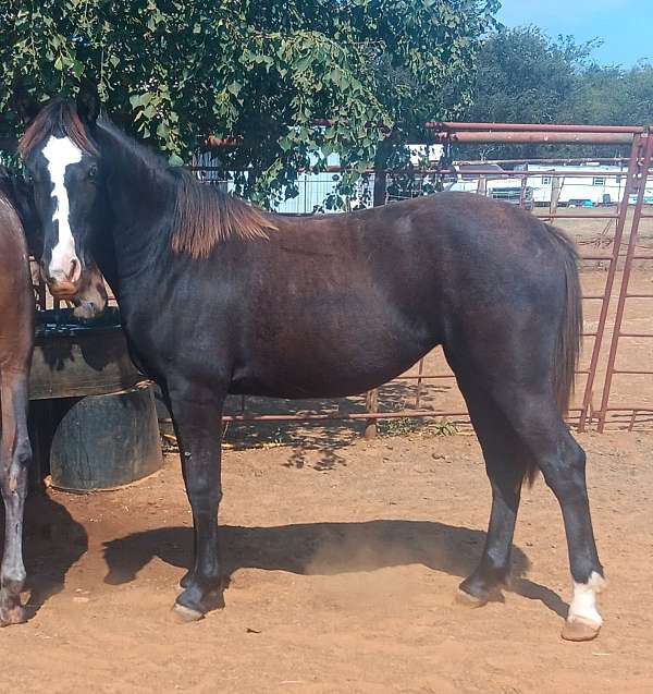 apha-mare-friesian-horse