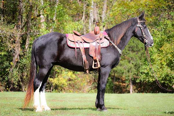 all-around-missouri-fox-trotter-horse