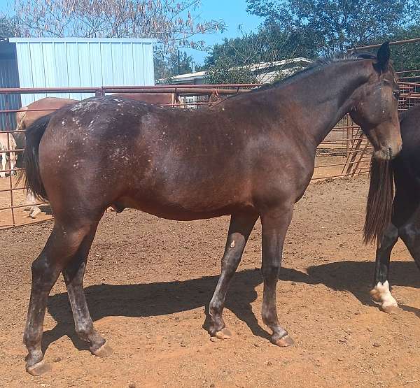 champion-bred-friesian-horse