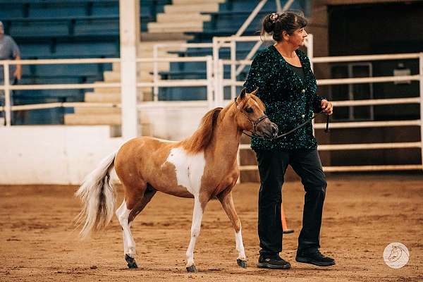 breeding-miniature-horse