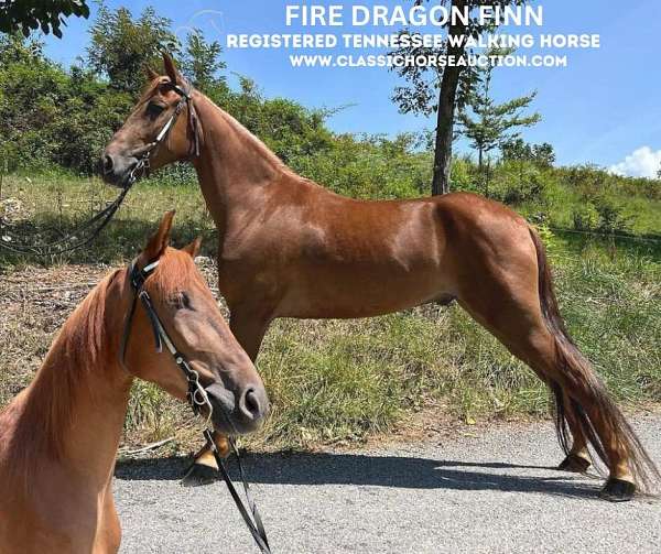 finn-tennessee-walking-horse