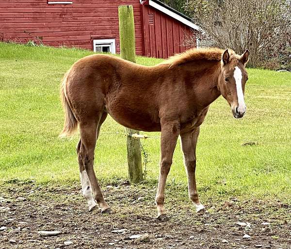 reining-quarter-horse