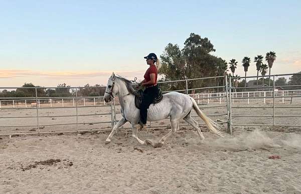 andalusian-gelding