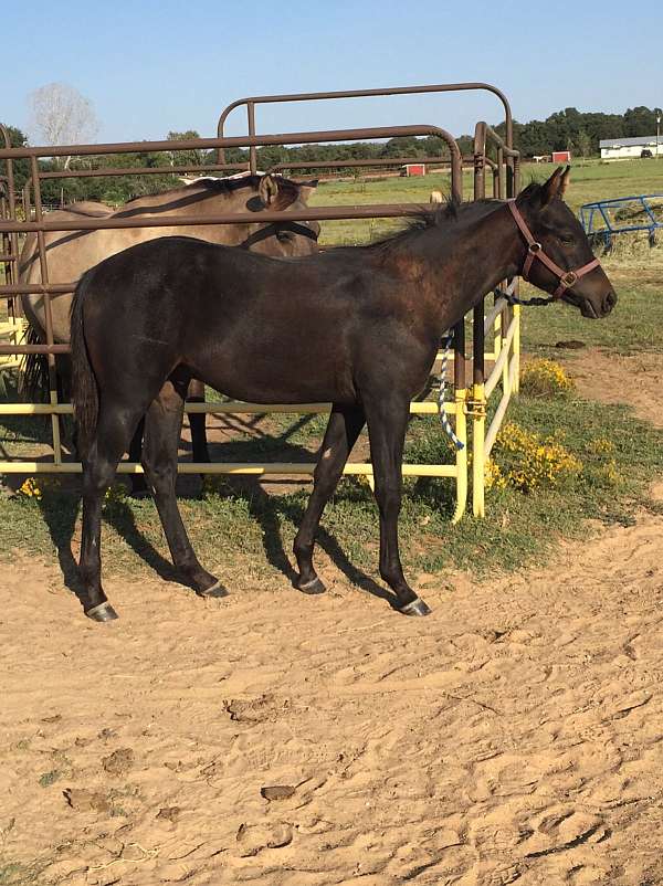 bay-grulla-barrel-horse