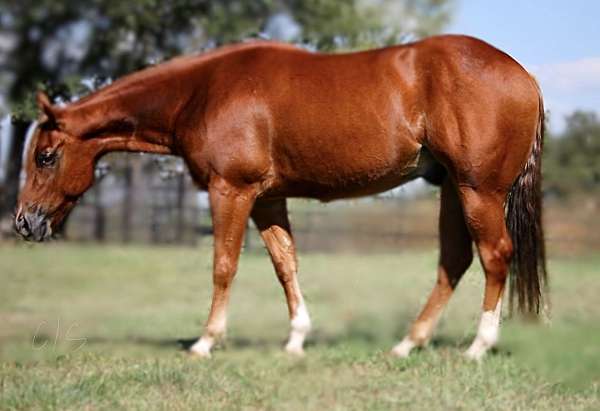 quarter-horse-gelding