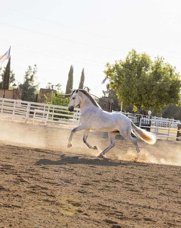 andalusian-stallion