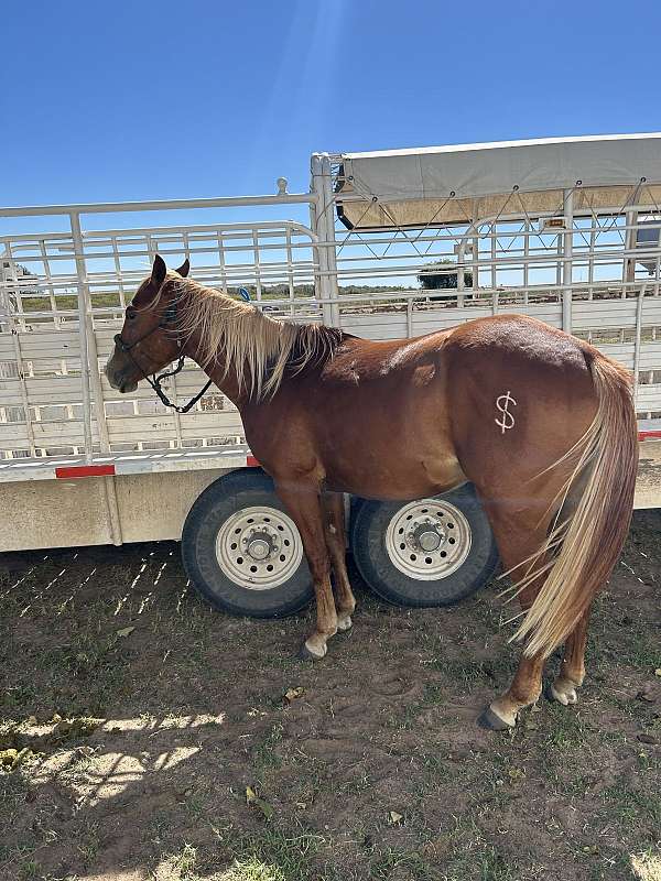 finished-ranch-palomino-horse