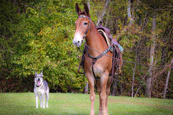 all-around-mule