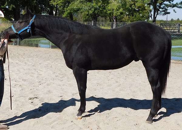 black-palomino-quarter-horse-stallion