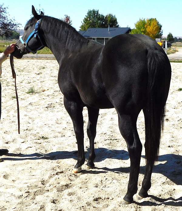 black-palomino-quarter-horse-yearling