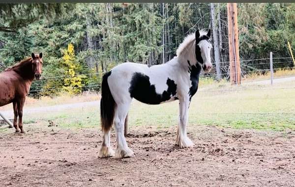 amazing-drum-horse