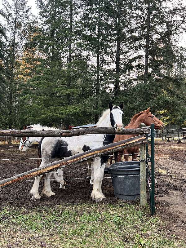 amazing-disposition-drum-horse