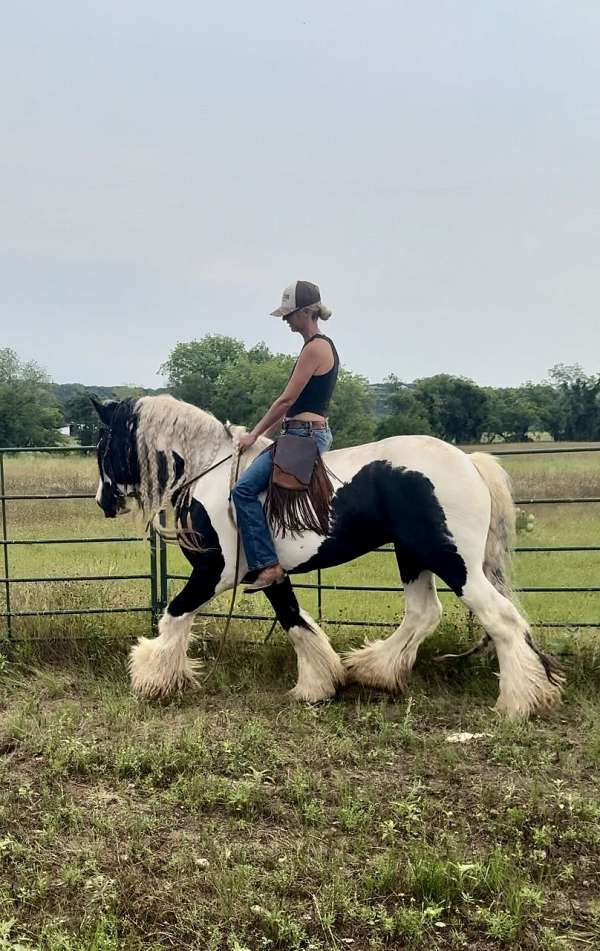 all-around-gypsy-vanner-horse