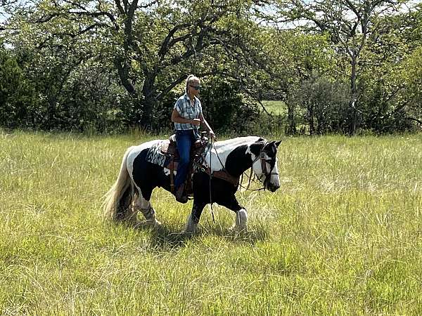 blue-eyed-gypsy-vanner-horse