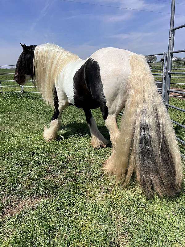 breeding-gypsy-vanner-horse