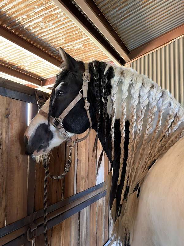 dressage-gypsy-vanner-horse