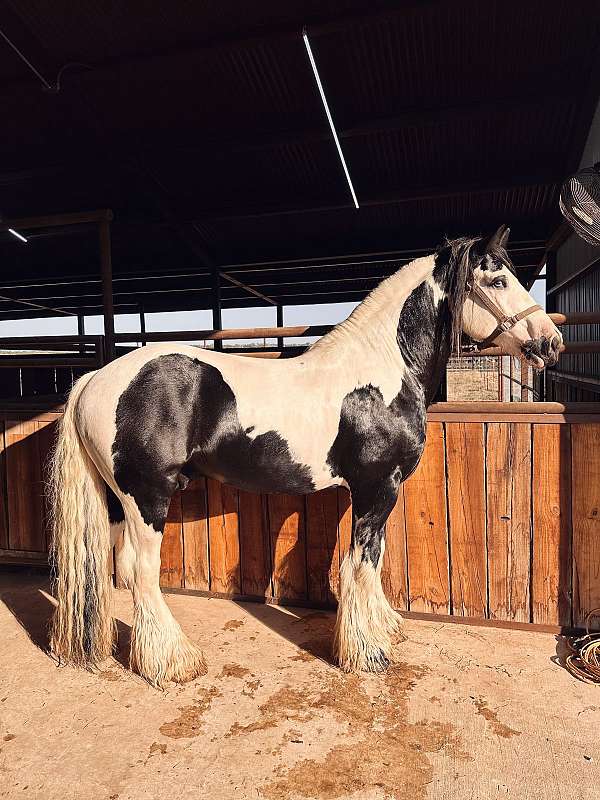 driving-gypsy-vanner-horse