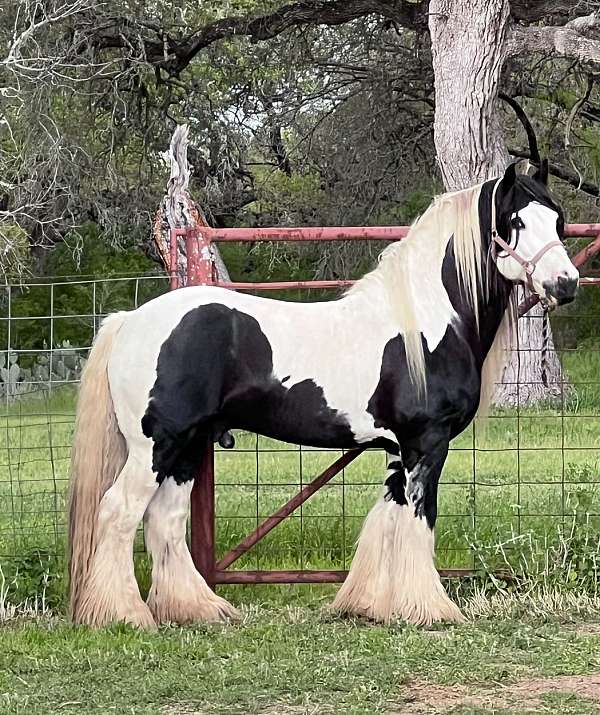 stallion-gypsy-vanner-horse