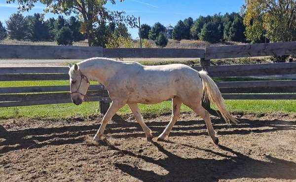 dressage-mustang-horse