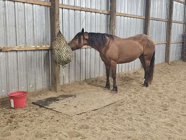 gypsy-vanner-mare