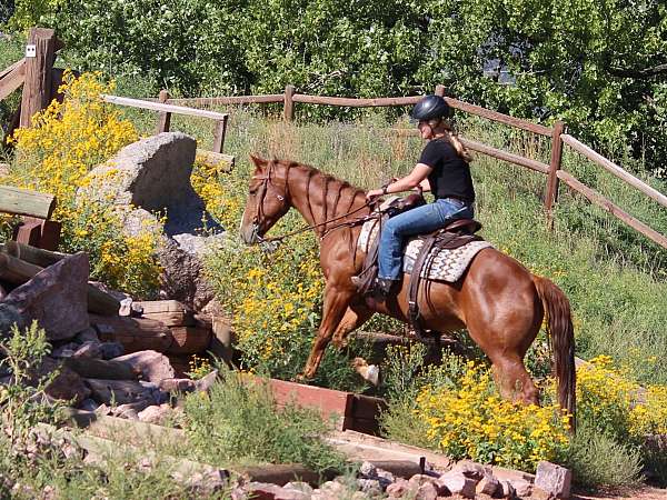 all-around-quarter-horse