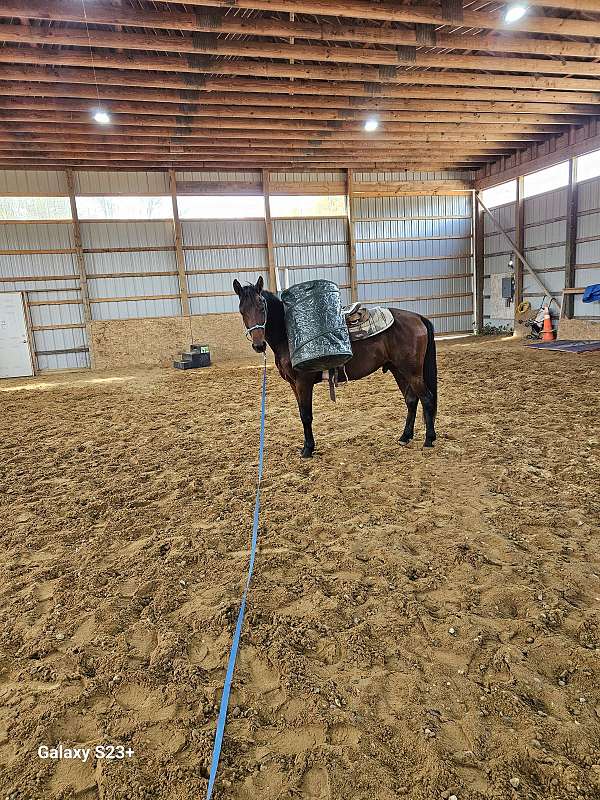 project-arabian-standardbred-horse