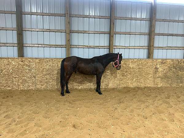 project-arabian-standardbred-horse