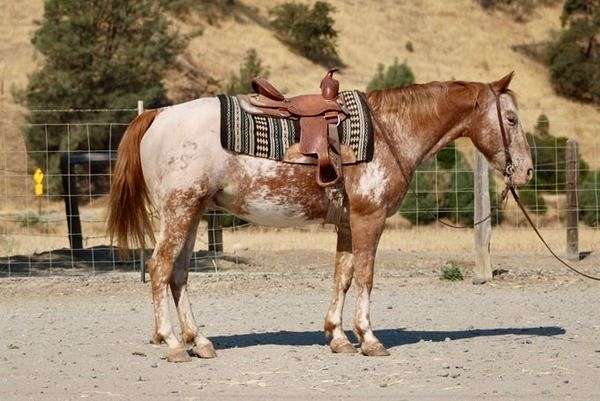 chestnut-roan-trail-horse