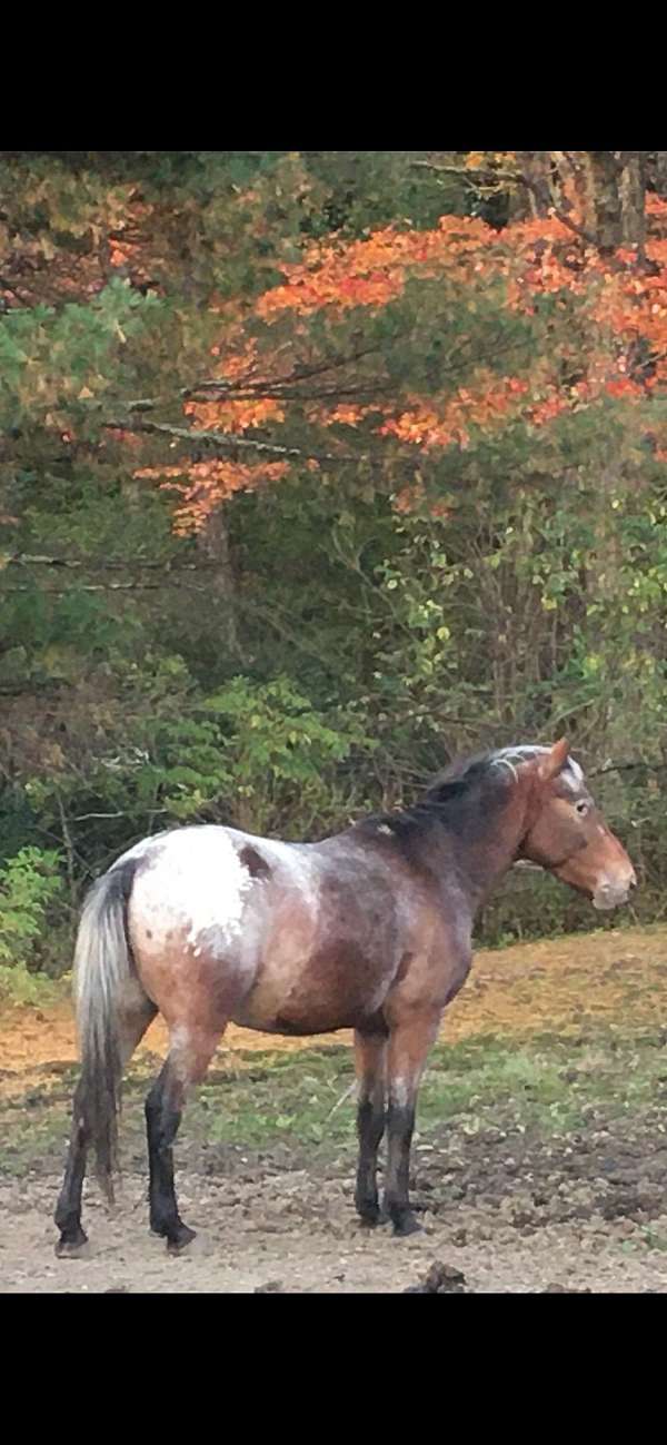 bred-poa-horse