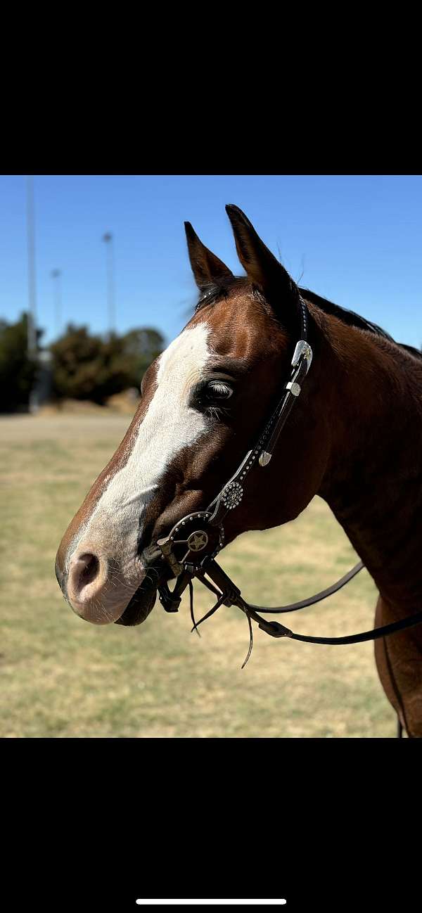 athletic-paint-horse