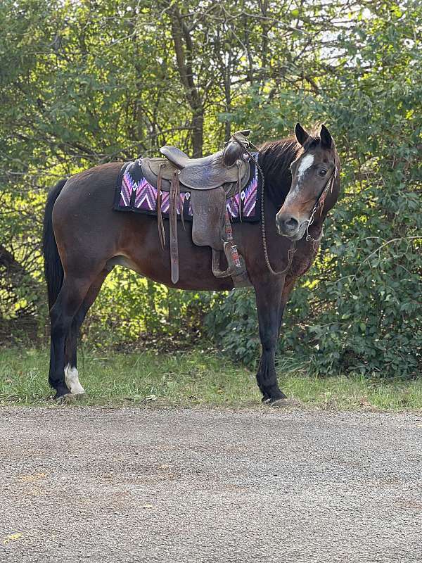 face-marking-a-sock-horse