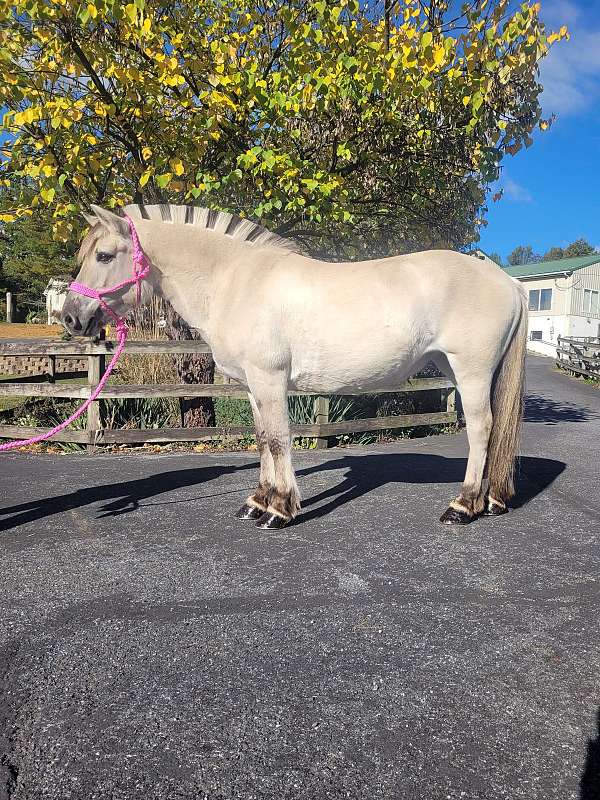 all-around-fjord-horse