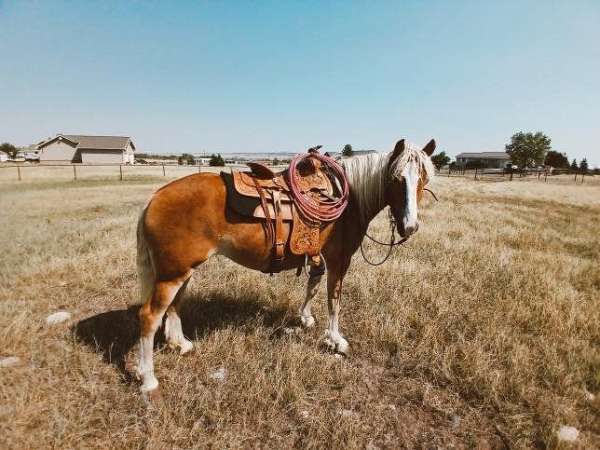 all-around-haflinger-horse