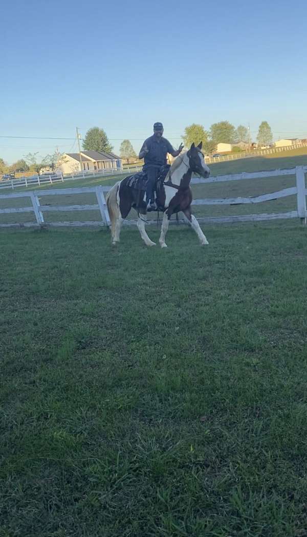 kid-safe-spotted-saddle-horse