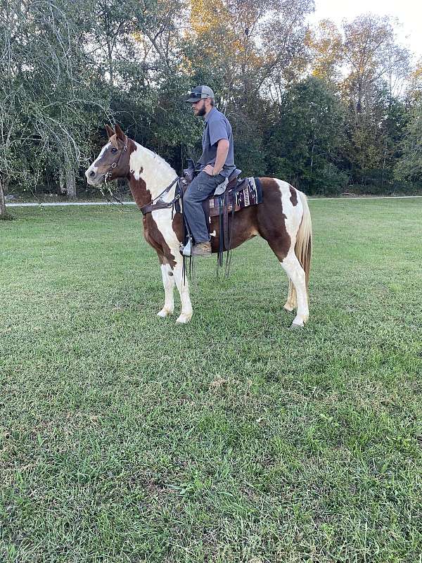 gaited-spotted-saddle-horse