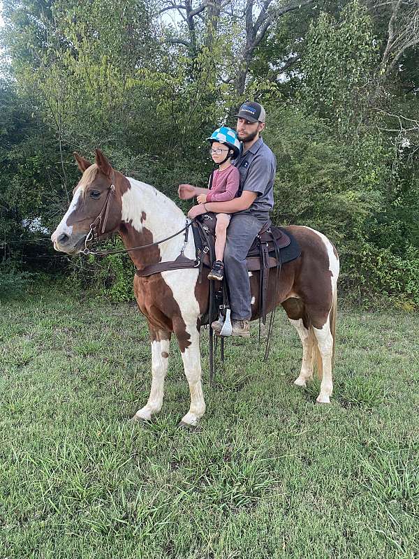 husband-safe-spotted-saddle-horse