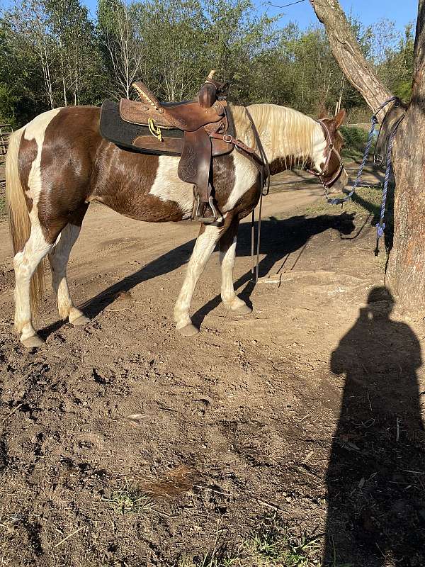 ridden-western-spotted-saddle-horse