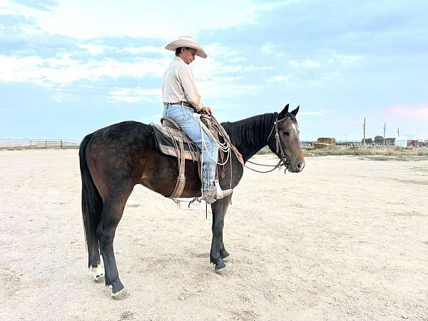 all-around-draft-horse