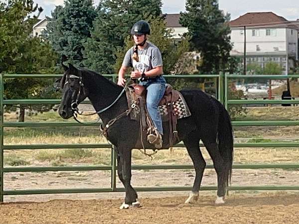 endurance-morgan-horse