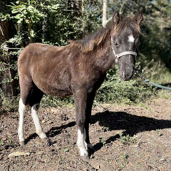 10-hand-welsh-pony-filly