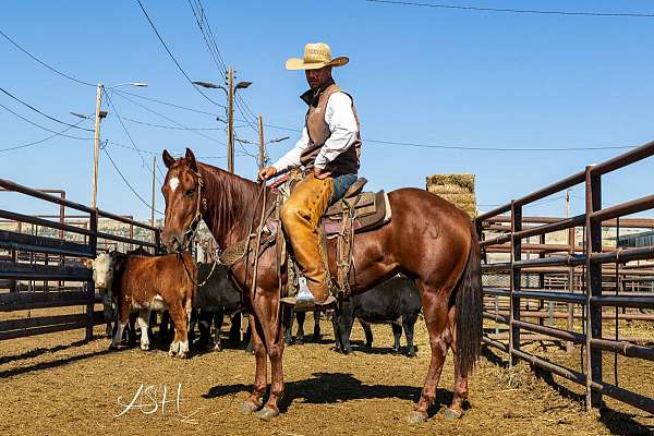 all-around-quarter-horse