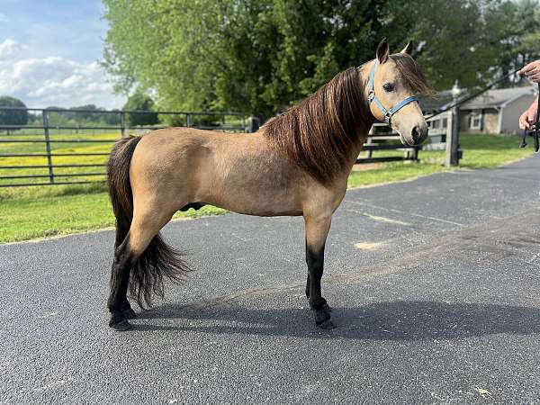 buckskin-gelding-stallion