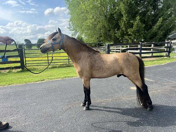 buckskin-gelding-stallion